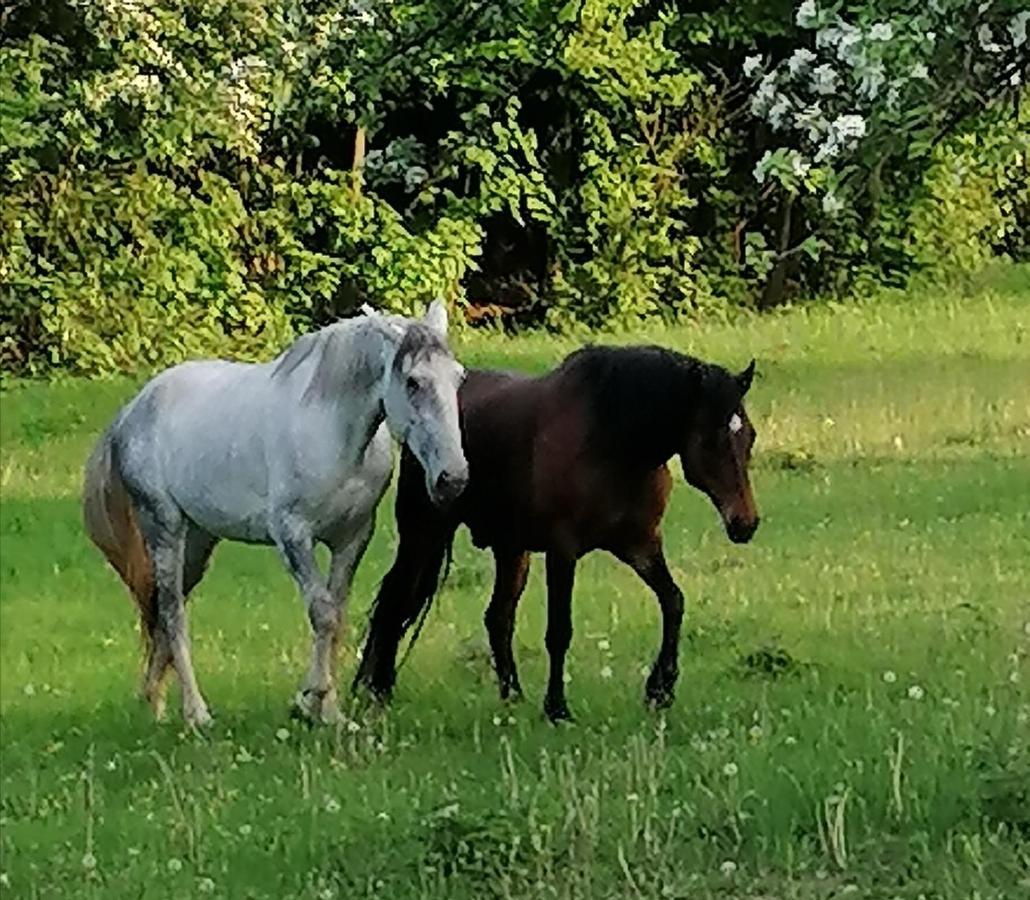 Villa Chaloupka U Montyho Vavrinec  Esterno foto